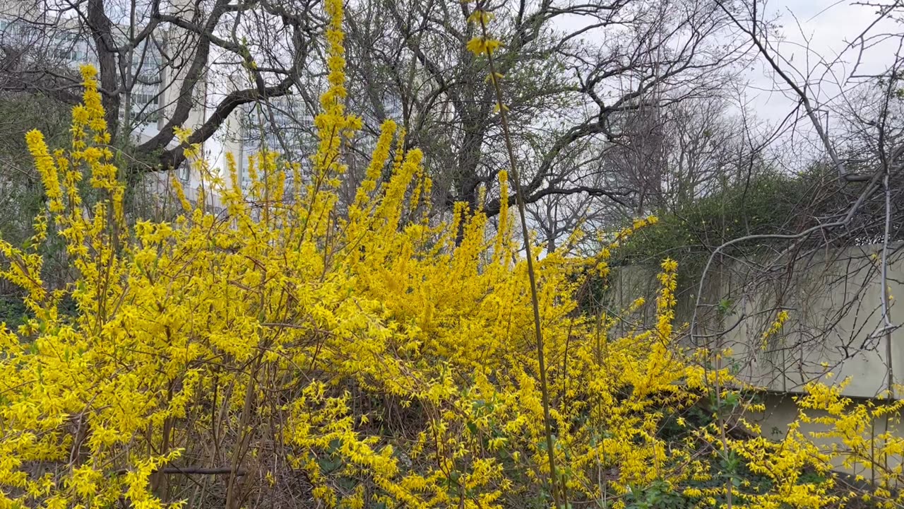 Yellow hedges