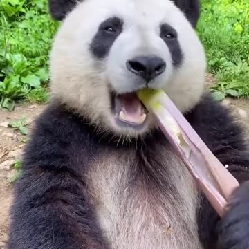 Panda is eating a young bamboo like it's a celery