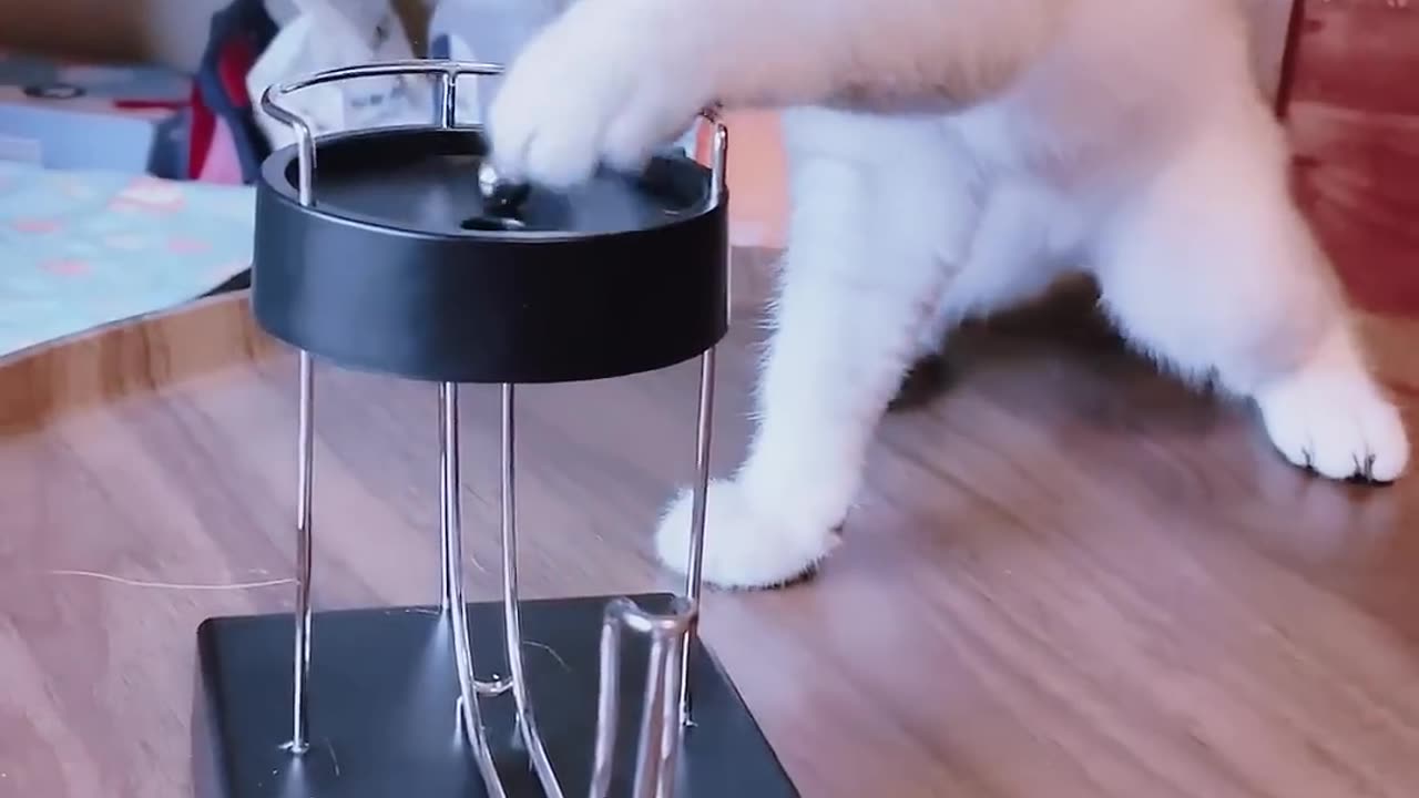 Funny Cat Playing with Magnetic Ball 🤣🤣🤣🤣 #cat #catvideos #shorts #catlover #funny #funnyvideo