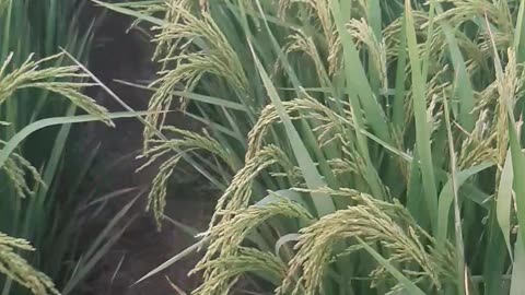 Rice crop