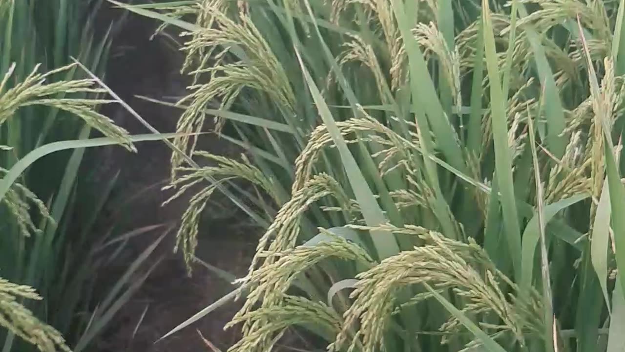 Rice crop