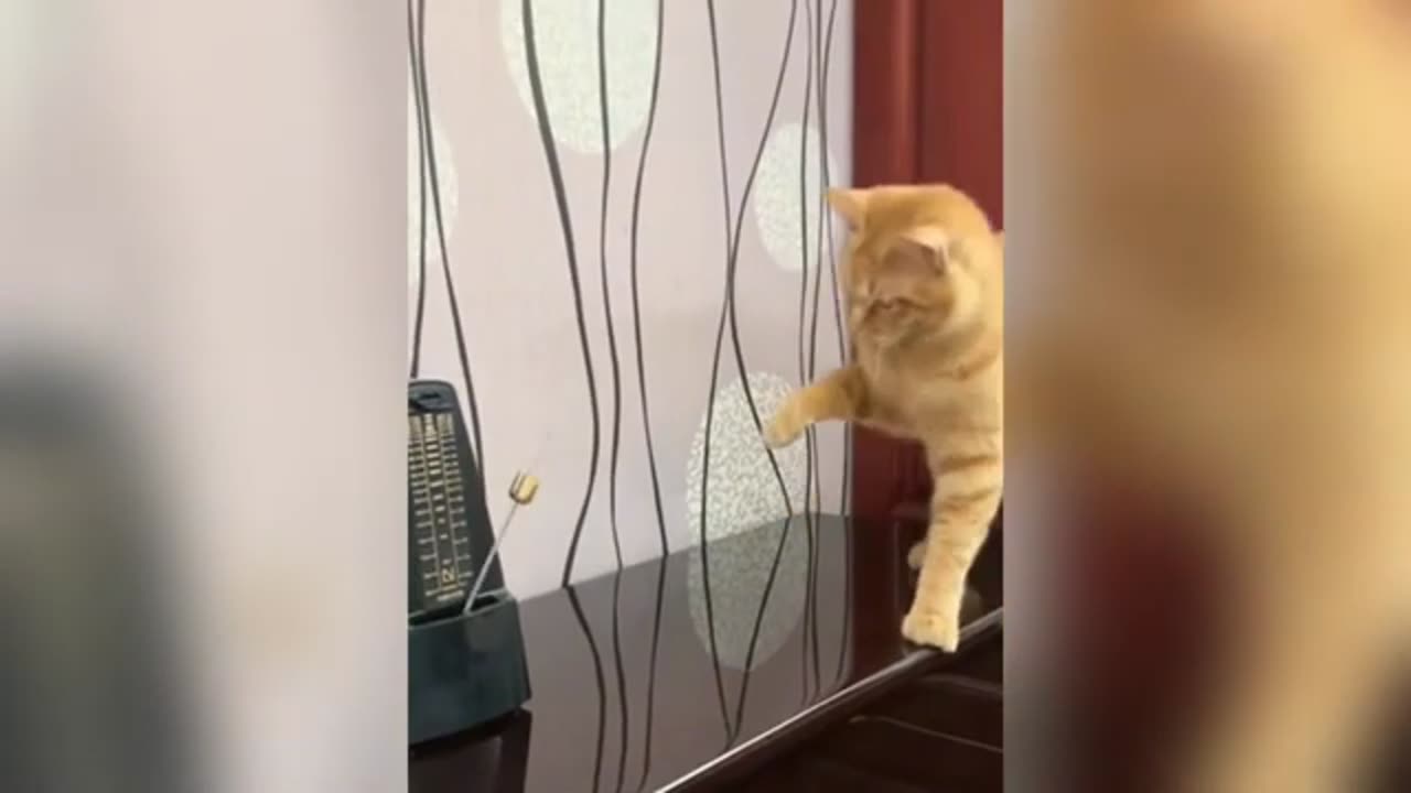 Hilarious Cat Compilation 😹🐱 | Funniest Cat Videos Ever