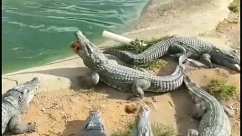 Crocodiles