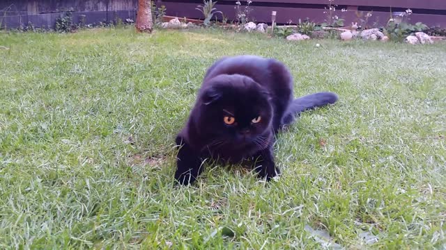 Las expresiones faciales de este gato seguro te harán sonreír