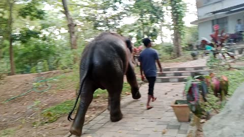 Neyyar Dam Wild life Sanctuary|| Elephant|| Kannan