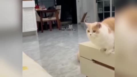 Cat Funny video - Funny Moment🤣