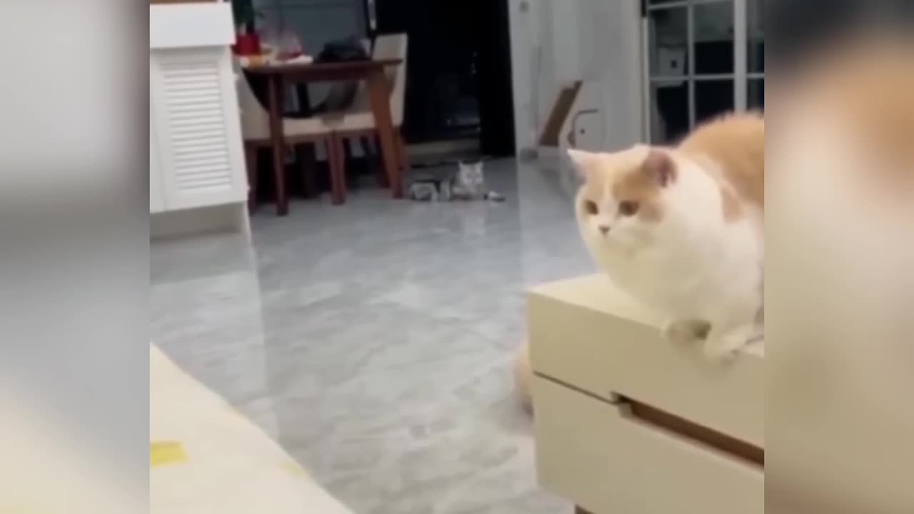 Cat Funny video - Funny Moment🤣