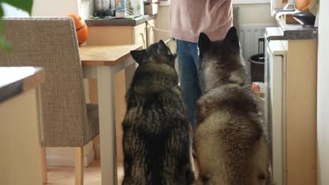 Husky’s Best Friend Refuses To Come Inside Until He Tells Him To!