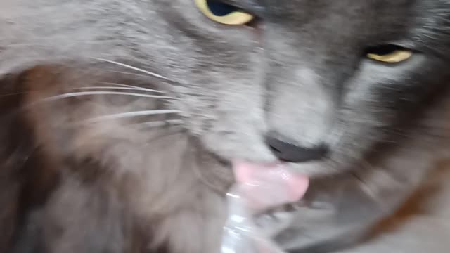 Cute Kitty Nibbles on Plastic