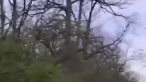 Fun donkey funny