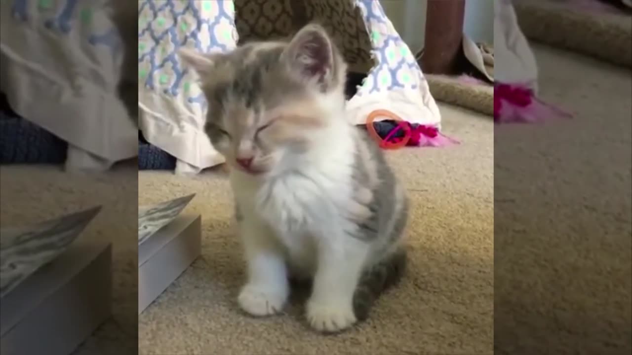 The BEST VIDEOS OF CATS💗