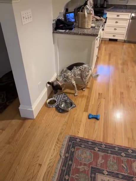 Anyone know what this behavior means