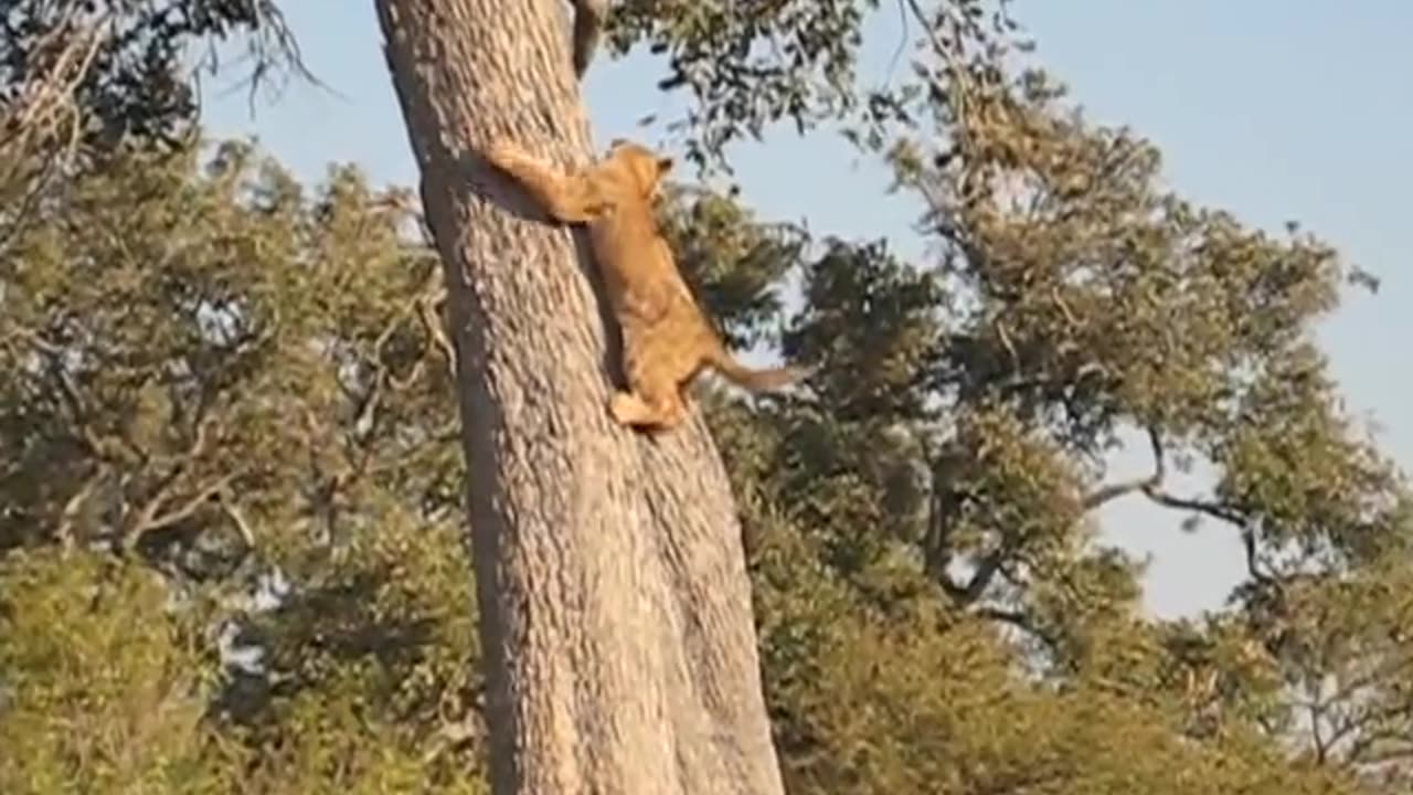 The baby lion coming down from the tree