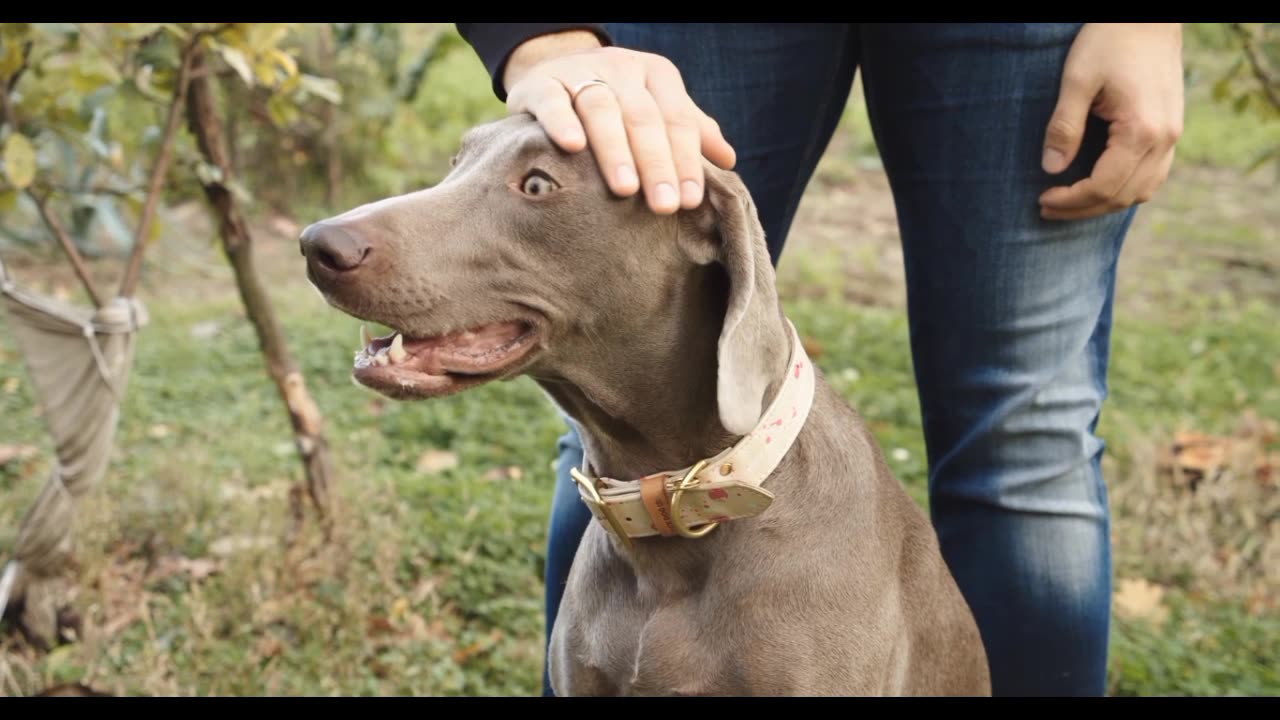 Dog caries out in happiness plying with girls