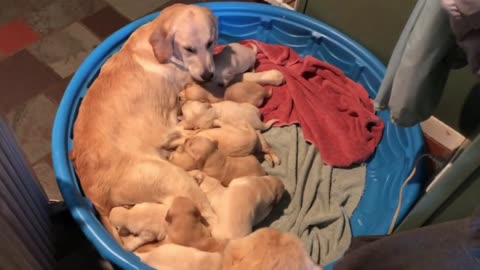 2 week old Golden Retriever Puppies