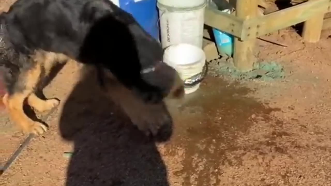 Dog doing the funny