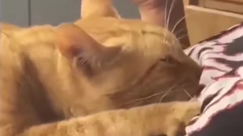 Funny animal video 😂😂