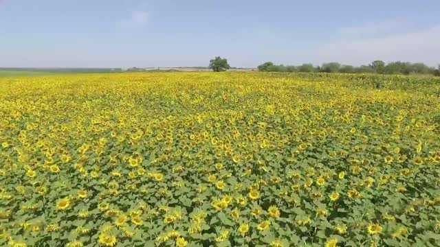 Slow motion Flower