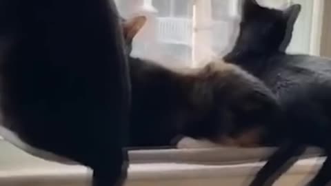 Funny cat video