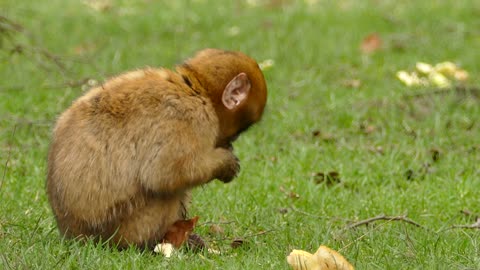 The Brown Monkey Eating Bread