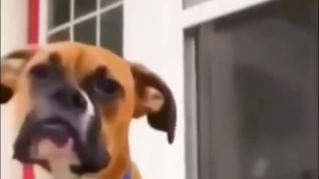 A dog's daily routine