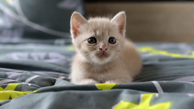 Cat Vibes