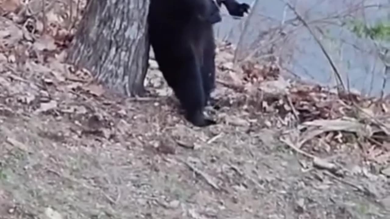 meow animals #meow #animals #cats #dogs #funnyvideo #fightcoronavirus #viral #reel #viralreelsfbpage #foryoupageシvir #trendingreelsvideo #foryou