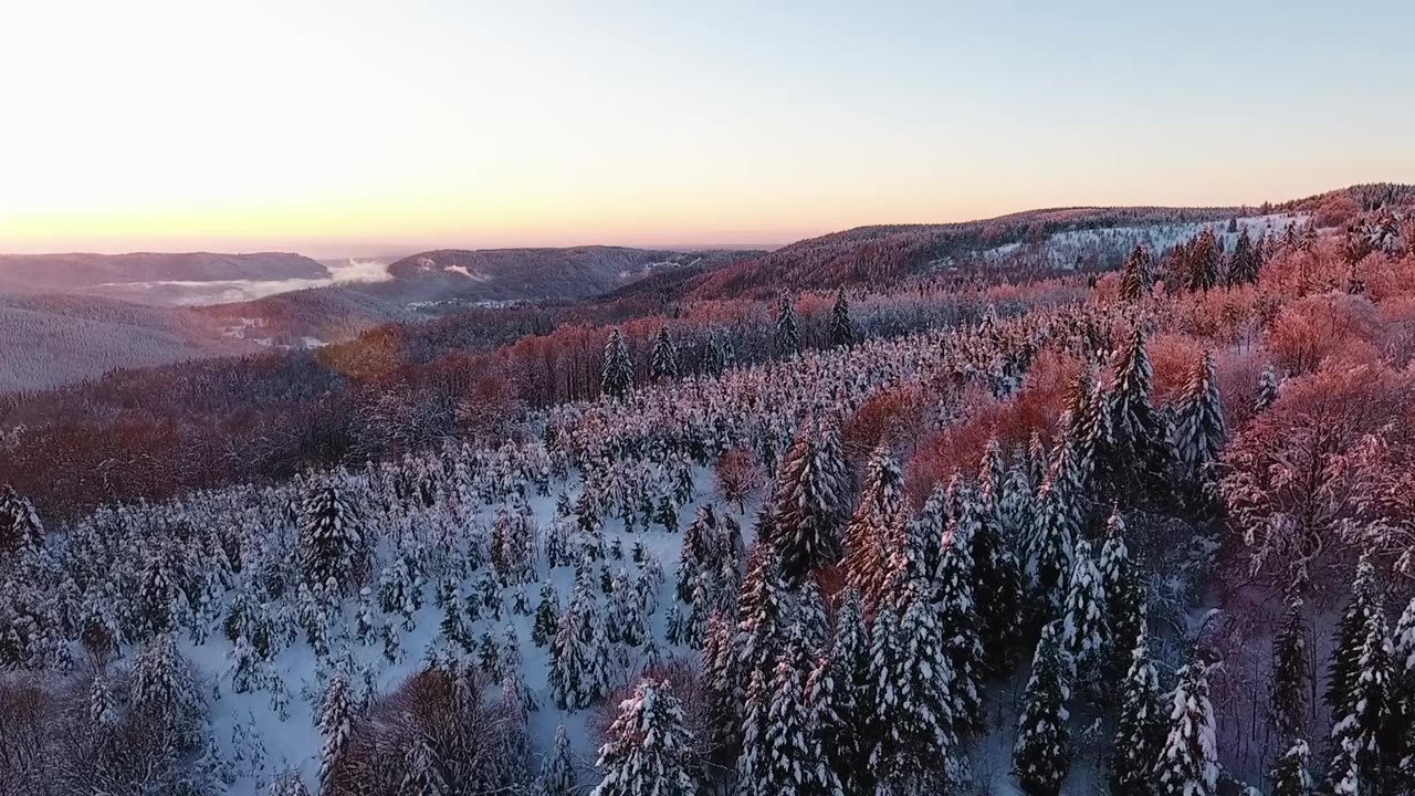 "Immersive 4K Forest Ambience: Relaxing Nature Sounds for Meditation, Sleep, and Stress Relief"