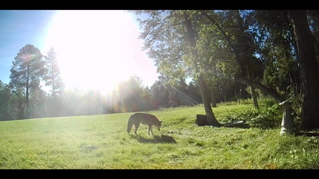 Coyote Sniffs Apples!