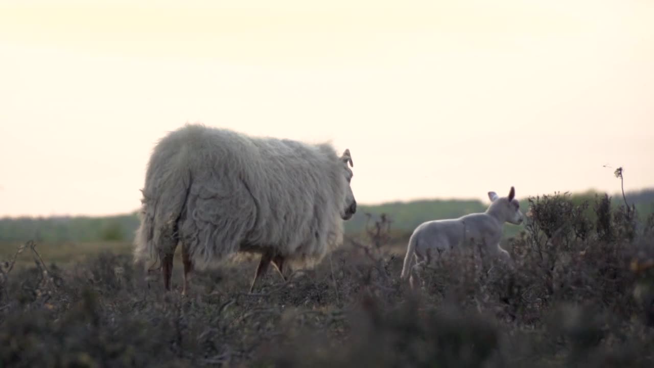 Lamb Farm Animal Sheep Wool Animals Eating Nature