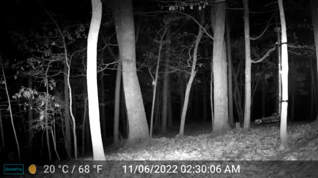 The Woods – 11/06/2022