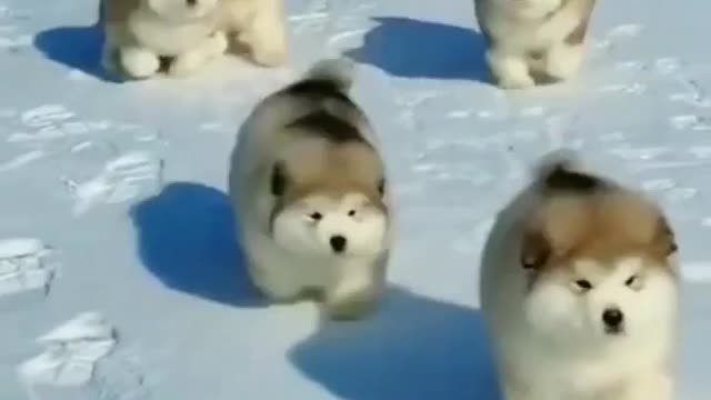 Cute Puppies Marathon Race