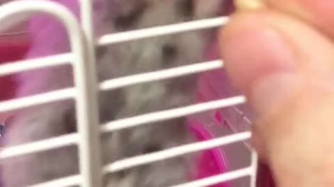 hamster sticks tongue out