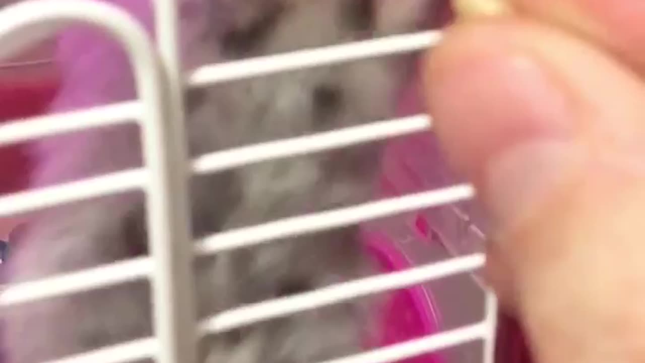 hamster sticks tongue out