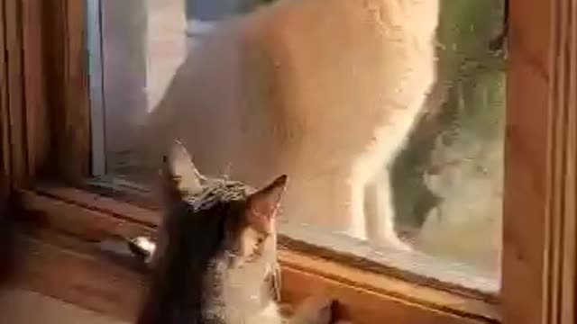 Hazel has a new friend