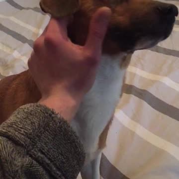 Murphy begs for attention