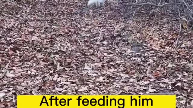 Meet and feed white fox