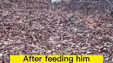 Meet and feed white fox