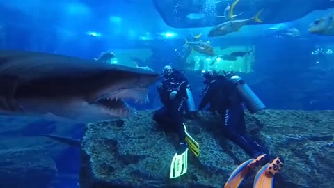 Divers Posing With a Shark