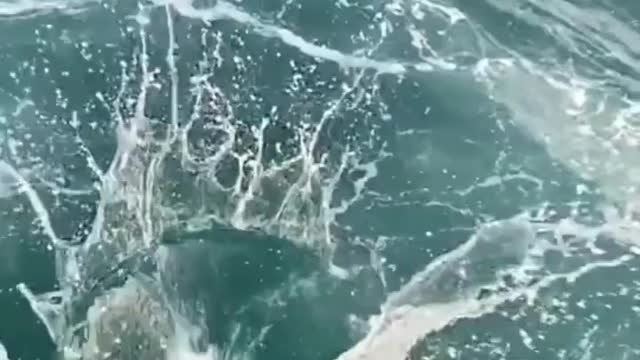Fish catching