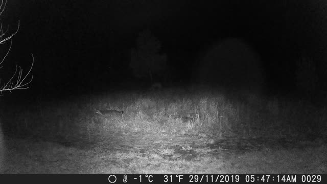 Deer watching fox