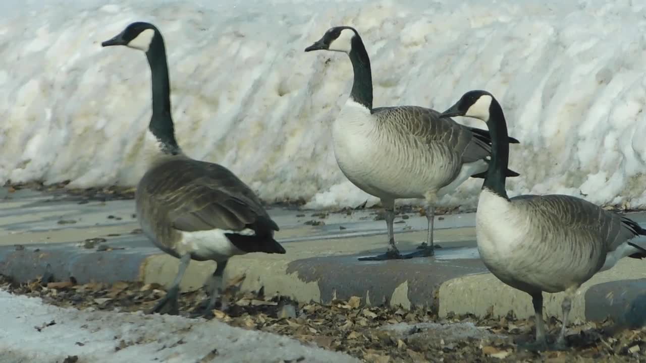 Birds