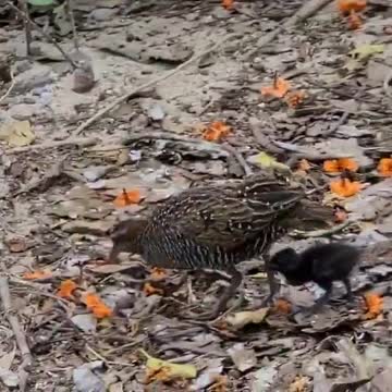 The Moment A Mamma Buff-Banded Rails Was Seen Feeding Her Chick