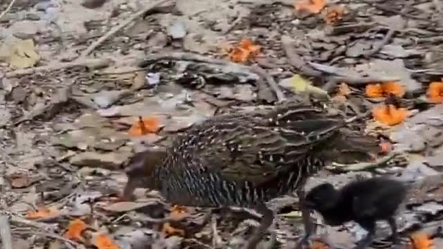 The Moment A Mamma Buff-Banded Rails Was Seen Feeding Her Chick