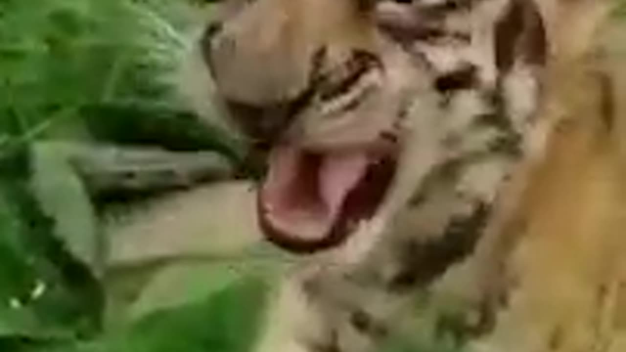 Cute tiger video