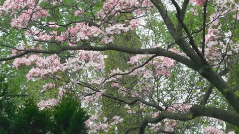 Pink Dogwood