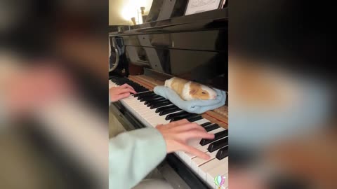 A guinea pig with musical talent