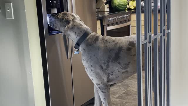 Goofy Great Dane Discovers How to Use Ice Dispenser