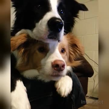 Two dogs practice chilling together