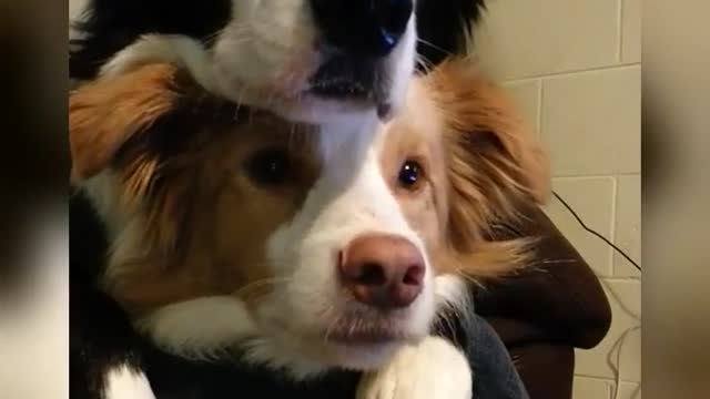 Two dogs practice chilling together